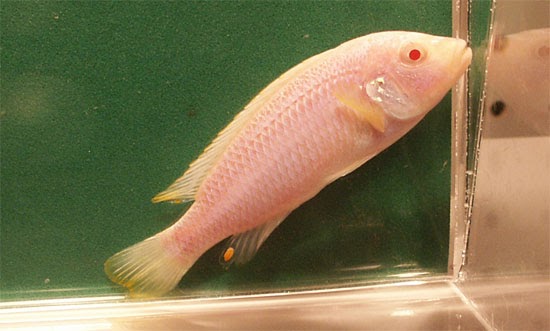 Jual Ikan Hias Ikan Melanochromis vermivorous albino