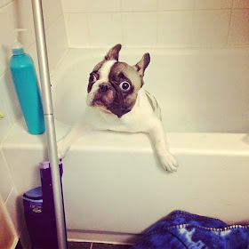 Adorable cats and dogs who really hate bath time (40 pics), funny pet pictures, dogs hate baths pictures