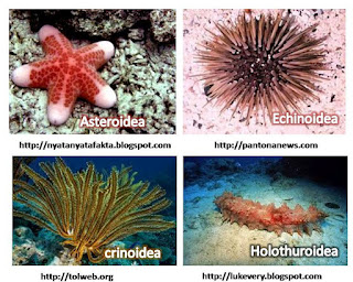 Definisi dan perbedaan Invertebrata dan Vertebrata 