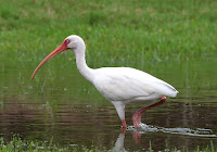 American white ibis, by Terry Foote, Sept. 2012