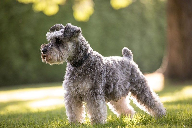 The Top Four Dog Breeds for Those Who Live Alone