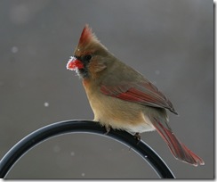 cardinal f