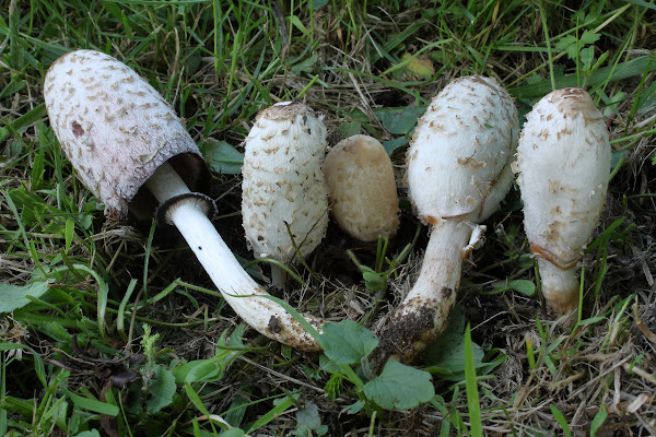 Coprinus comatus