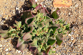 Mesembryanthemum crystallinum (common iceplant, crystalline ice plant)