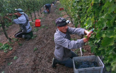 La uva que no fue dañada por la granizada tiene calidad óptima