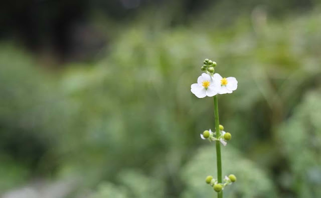 Broadleaf Arrowhead Flowers Pictures