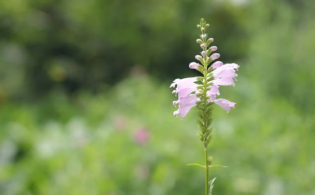 Physostegia Virginiana Flowers Pictures