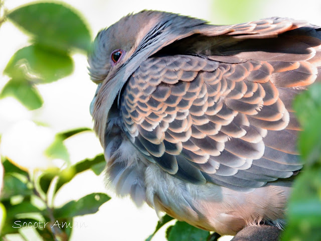 Streptopelia orientalis