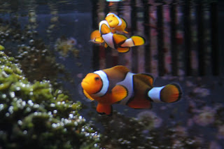 ocellaris clown fish colors