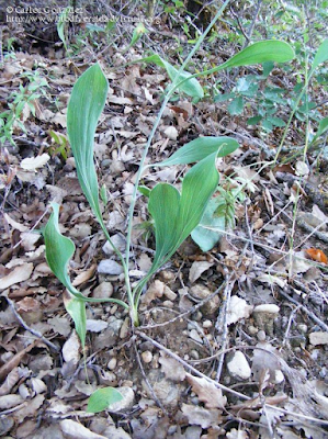 http://www.biodiversidadvirtual.org/herbarium/Bupleurum-rigidum-L.-subsp.-rigidum-img176674.html