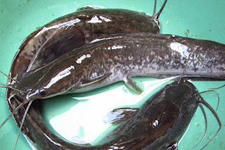 Untuk Anda yang berminat untuk membudidayakan ikan lele Ini Jenis Ikan Lele yang Sering Dibudidayakan