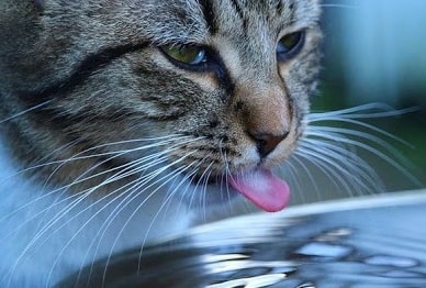 Hukum Kesucian Air Yang Dijilat Kucing
