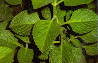 26+ Daun Inggu, Gambar Top