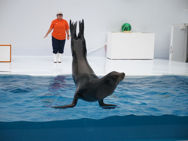 加茂水族館 アシカショー(オス)