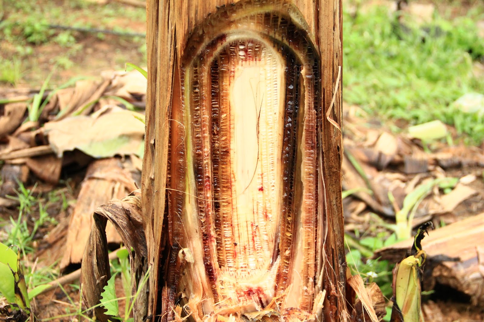 PENYAKIT PECAH BATANG PISANG GERBANG PERTANIAN