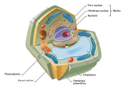 imagenes de celula vegetal. celula vegetal partes.