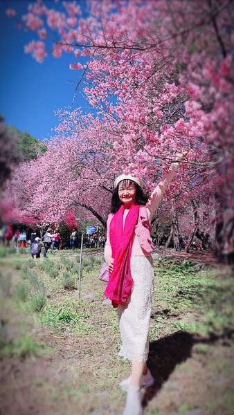 2023武陵農場櫻花季，茶園茶莊美不勝收，全台最美賞櫻景點