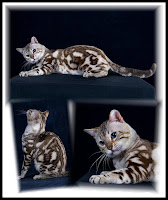 Bengal Cat