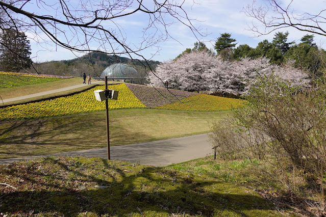 鳥取県西伯郡南部町鶴田 とっとり花回廊 花の丘