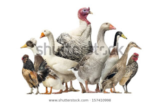 An image of some of the types of poultry.