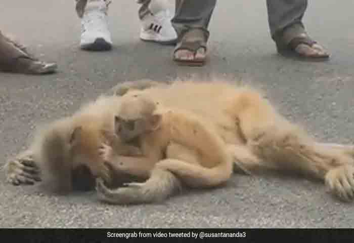 News,National,India,New Delhi,Video,Social-Media,Animals,Accident, Death,Twitter, Video: Baby Langur Weeps After Mother's Tragic Death, Internet Emotional