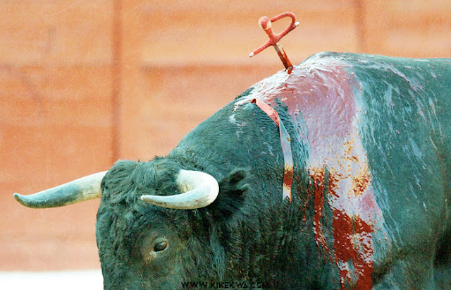 tauromachie corrida taureau poignard kikekwa