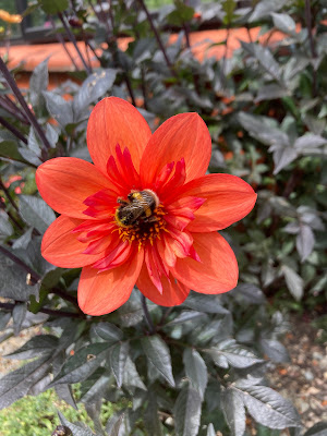 Mystic Enchantment Dahlia