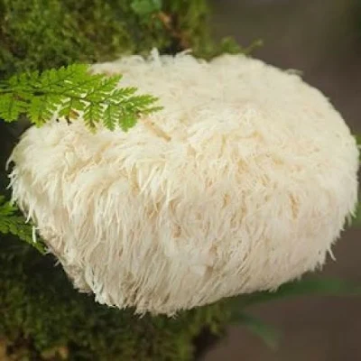 Lion's mane mushroom