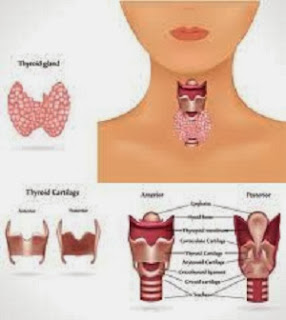 The Magic Of The Thyroid Diet