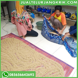 Jual Telur Jangkrik Medan