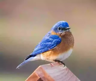 Bluebird