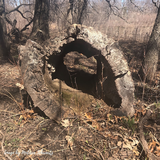 A hollow tree trunk creates an interesting view on the woodland floor of Bluff Spring Fen.