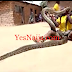YOU NEED TO WATCH THIS: AFRICAN MEN SWOLLEN AND PLAYING WITH LIVE PYTHON