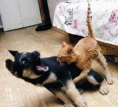 cat and dog fighting