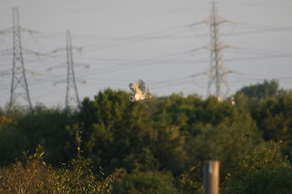 Barn Owl