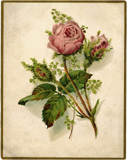 [Image Description] Vintage image of a branch of a pink rose bush with three blossoms and several leaves.