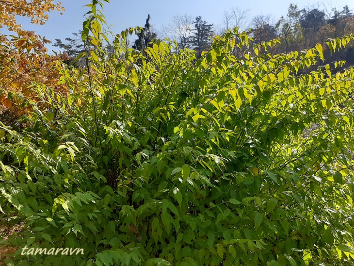 Керрия японская (Kerria japonica)