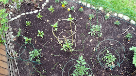 Focus on life, Week 20: The view about the ground ~ veggie garden: tomatoes, peppers, herbs, flowers, rose, lavender, blueberries :: All Pretty Things