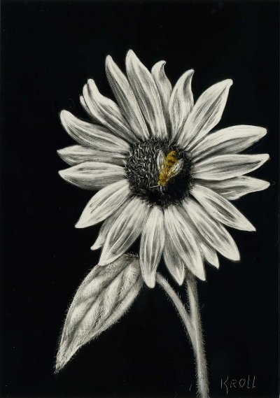 Sue Kroll, Scratchboard Art: March 2012