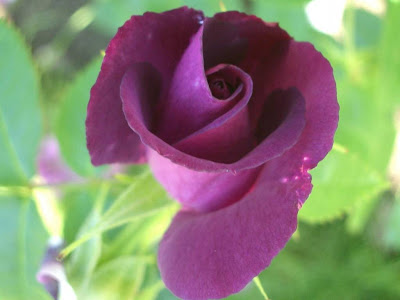 Purple Rose Normal Resolution HD Wallpaper 10