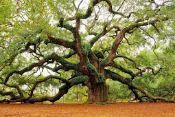 Kumpulan Arti Mimpi Pohon Menurut Ahli