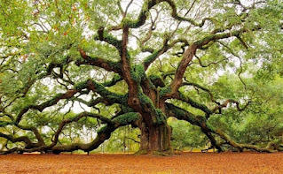 Kumpulan Arti Mimpi Pohon Menurut Ahli