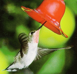 Colibrí o colibries