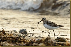 Sanderling Sanderling