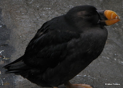 Tufted Puffin