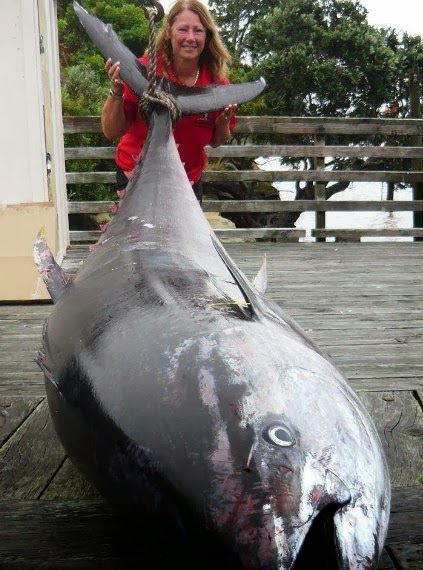 big fishes of the world: pacific bleufin tuna thunnus