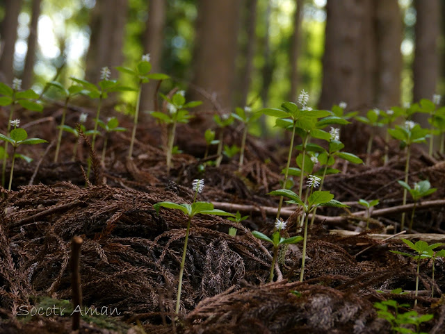 Chloranthus japonicus