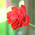 Autumn passes quickly, let's slow it down - A month of photos & posts