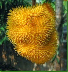 Artocarpus_hirsutus_fruit