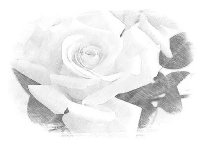 sketsa gambar bunga mawar simple